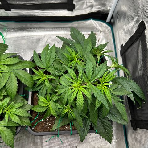 Zombie Kush growlog timeline photo