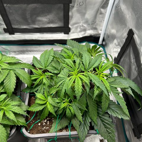 Zombie Kush growlog timeline photo