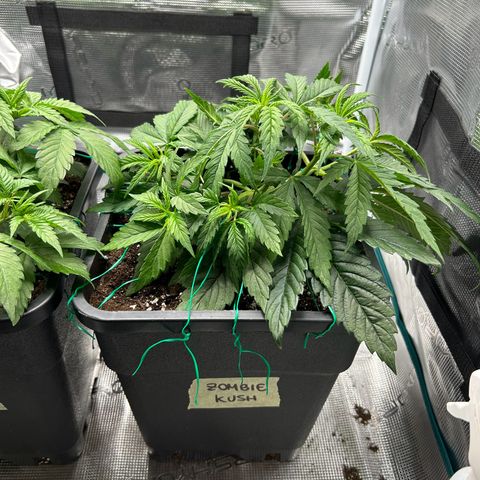 Zombie Kush growlog timeline photo