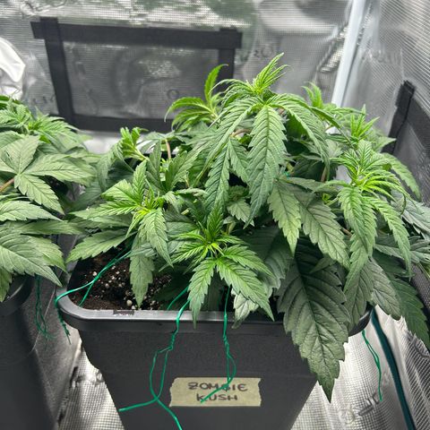 Zombie Kush growlog timeline photo
