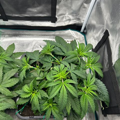 Zombie Kush growlog timeline photo