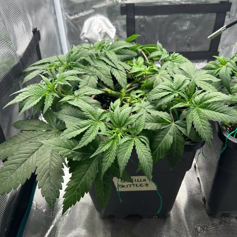 Gorilla Zkittlez growlog timeline photo
