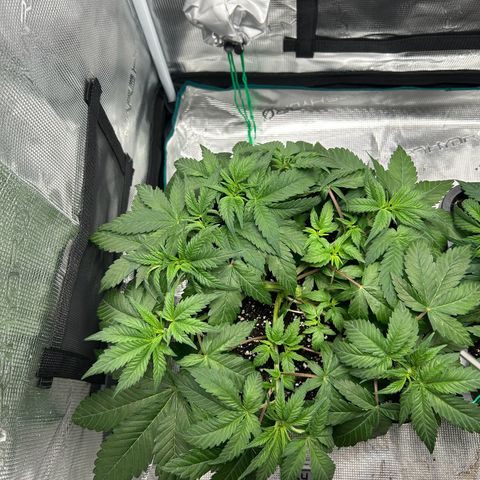 Gorilla Zkittlez growlog timeline photo