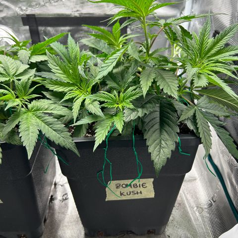 Zombie Kush growlog timeline photo