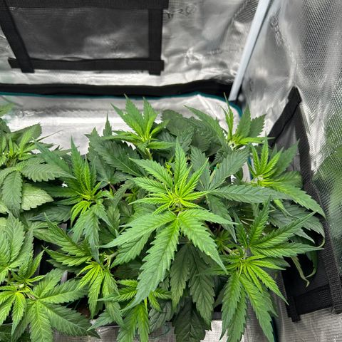 Zombie Kush growlog timeline photo