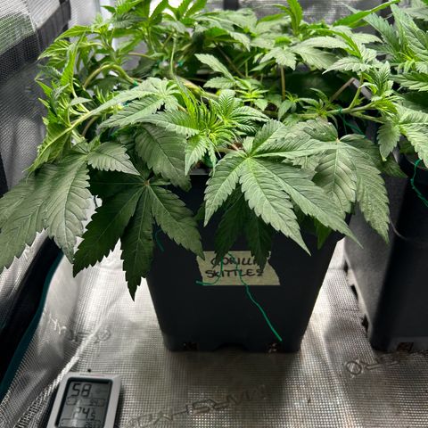 Gorilla Zkittlez growlog timeline photo