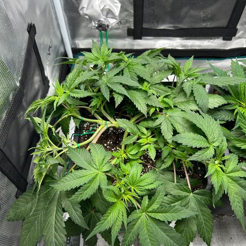 Gorilla Zkittlez growlog timeline photo