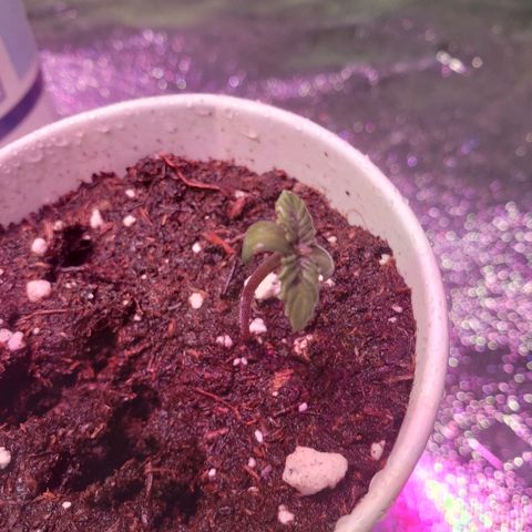 Sour Diesel growlog timeline photo