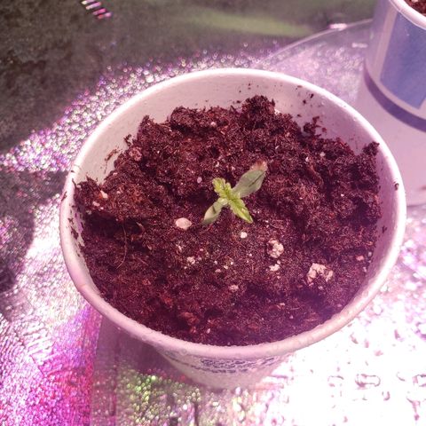 Sour Diesel growlog timeline photo