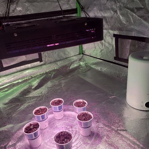 Sour Diesel growlog timeline photo