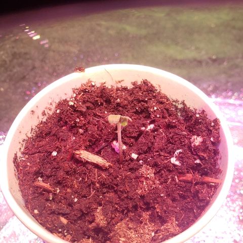 Sour Diesel growlog timeline photo