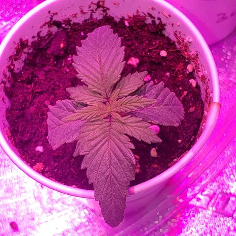 SMANS Blueberry Freebies #1 growlog timeline photo