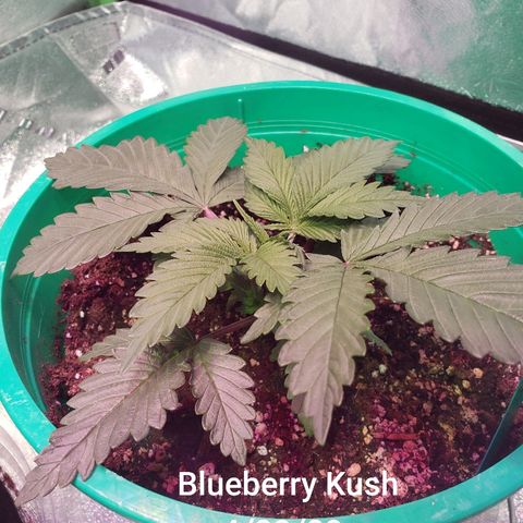 SMANS Blueberry Freebies #1 growlog timeline photo