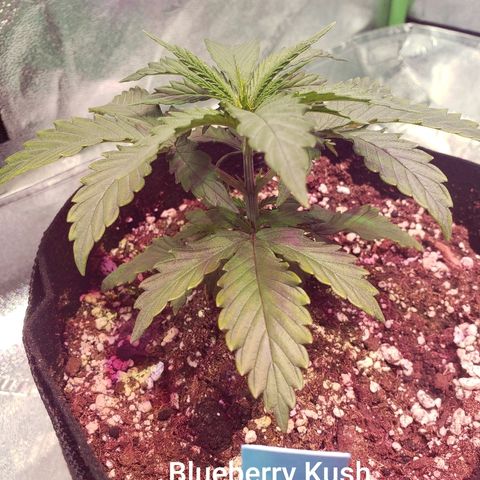 SMANS Blueberry Freebies #1 growlog timeline photo