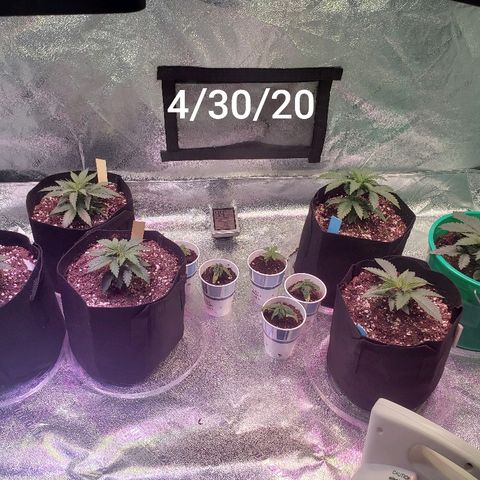 SMANS Blueberry Freebies #1 growlog timeline photo