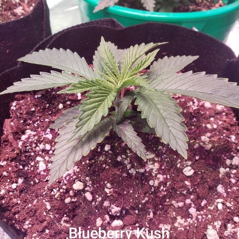 SMANS Blueberry Freebies #1 growlog timeline photo
