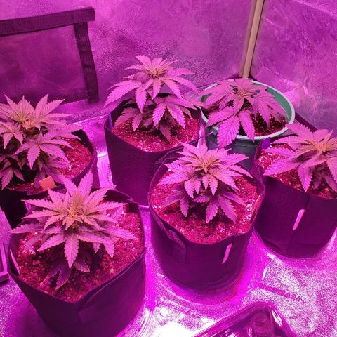 Sour Diesel growlog photo: Cut back to 1 light since they are still in the small pots to help with heat until new fan comes in.
