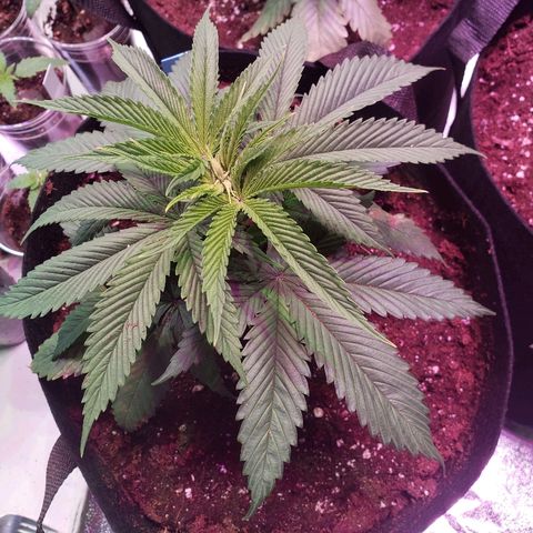SMANS Blueberry Freebies #1 growlog timeline photo