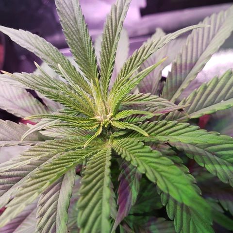 SMANS Blueberry Freebies #1 growlog timeline photo