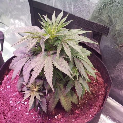 Sour Diesel growlog timeline photo