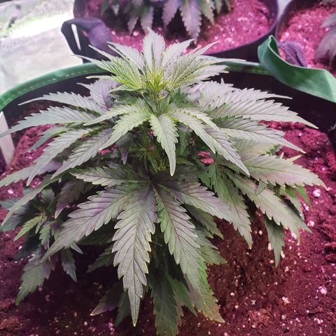 Sour Diesel growlog timeline photo