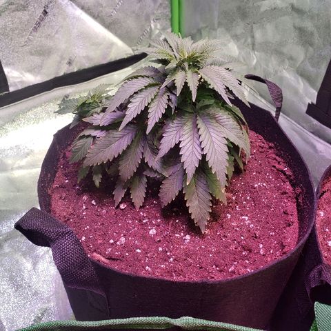 Sour Diesel growlog timeline photo