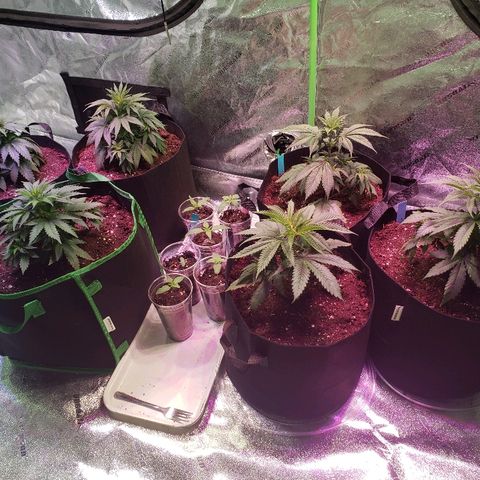 Sour Diesel growlog timeline photo
