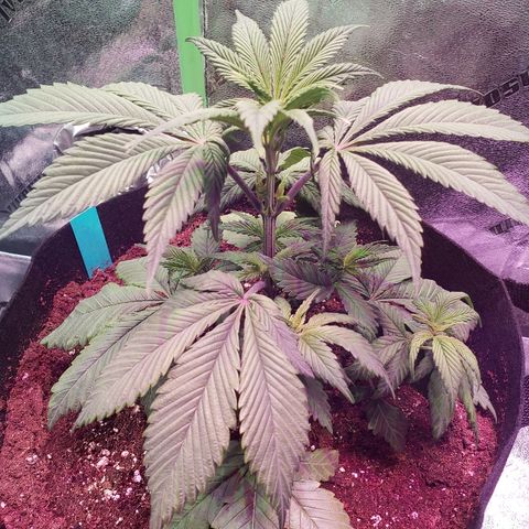 SMANS Blueberry Freebies #1 growlog timeline photo