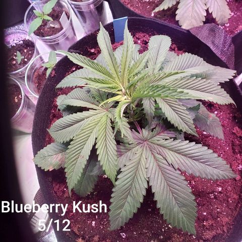 SMANS Blueberry Freebies #1 growlog photo: Two days after transplanting 