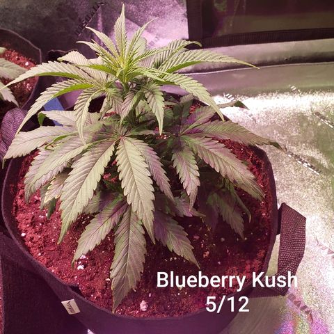 SMANS Blueberry Freebies #1 growlog photo: Two days after transplanting 