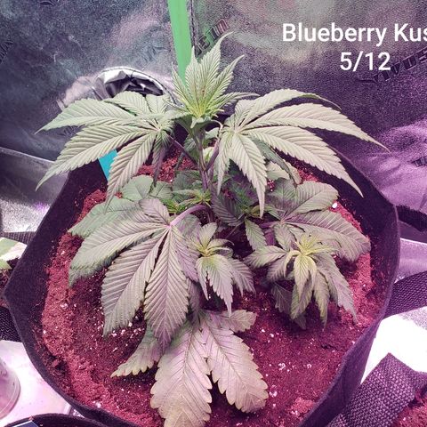 SMANS Blueberry Freebies #1 growlog photo: Two days after transplanting 