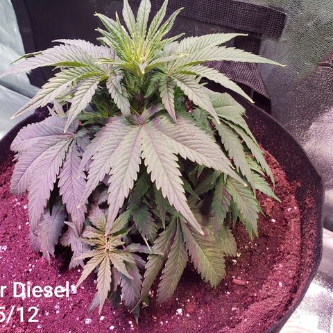 Sour Diesel growlog photo: One day after transplanting