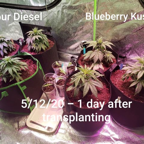 Sour Diesel growlog photo: One day after transplanting