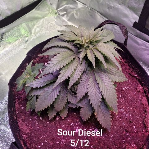 Sour Diesel growlog photo: One day after transplanting