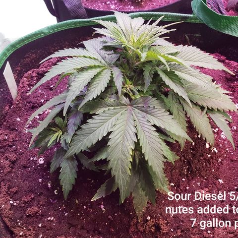 Sour Diesel growlog photo: One day after transplanting