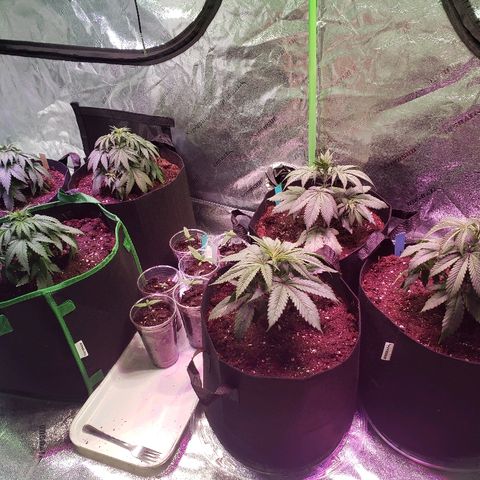 Sour Diesel growlog photo: Taken right after transplanting 