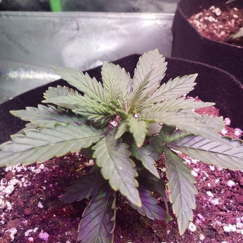 Sour Diesel growlog timeline photo
