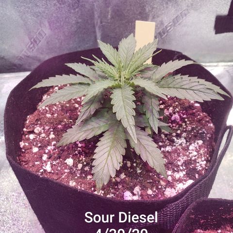 Sour Diesel growlog timeline photo