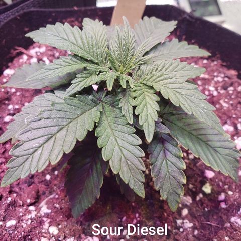 Sour Diesel growlog timeline photo
