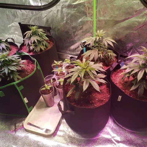 Sour Diesel growlog timeline photo