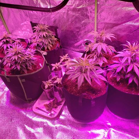 Sour Diesel growlog timeline photo