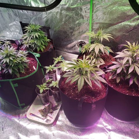 Sour Diesel growlog timeline photo