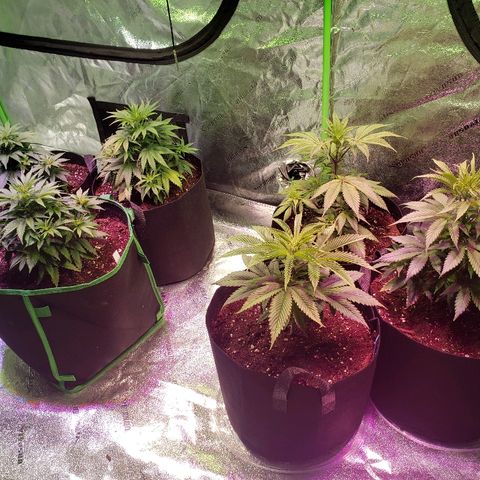 Sour Diesel growlog timeline photo