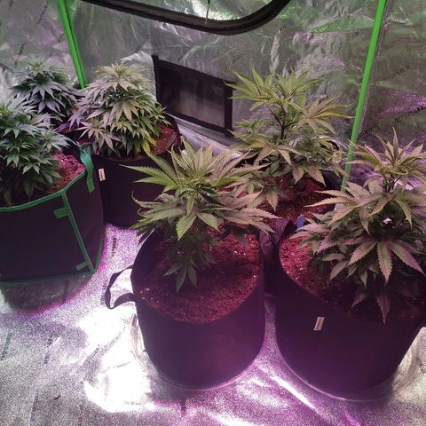 SMANS Blueberry Freebies #1 growlog timeline photo