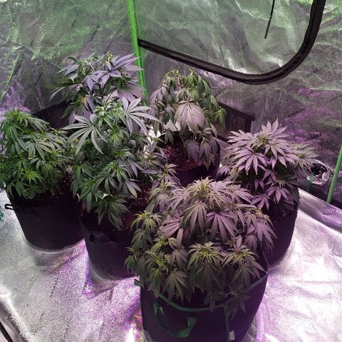 Sour Diesel growlog photo: Before and after the flush