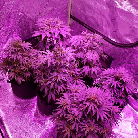 Sour Diesel growlog photo: Before and after the flush
