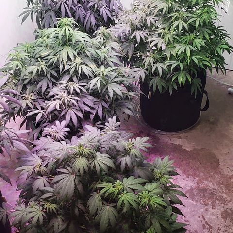 Sour Diesel growlog timeline photo
