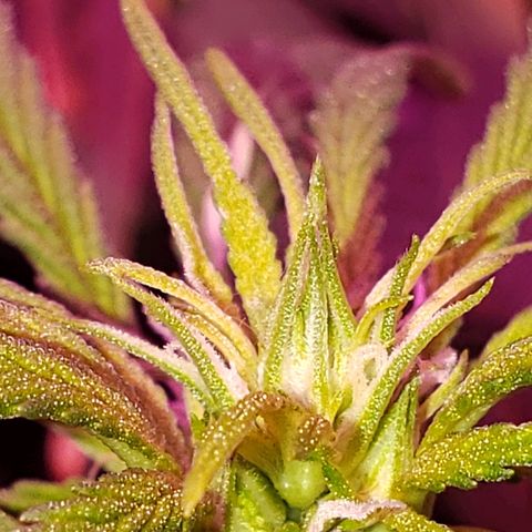 Sour Diesel growlog timeline photo
