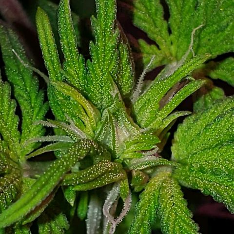 Sour Diesel growlog timeline photo
