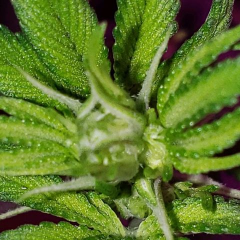 Sour Diesel growlog timeline photo